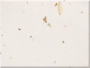 WHITE SHELLS 