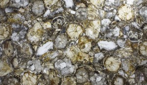 petrified wood white3  