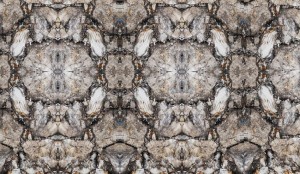 petrified wood white zazen composition  
