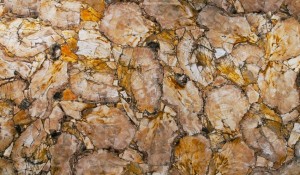 petrified wood yellow2  